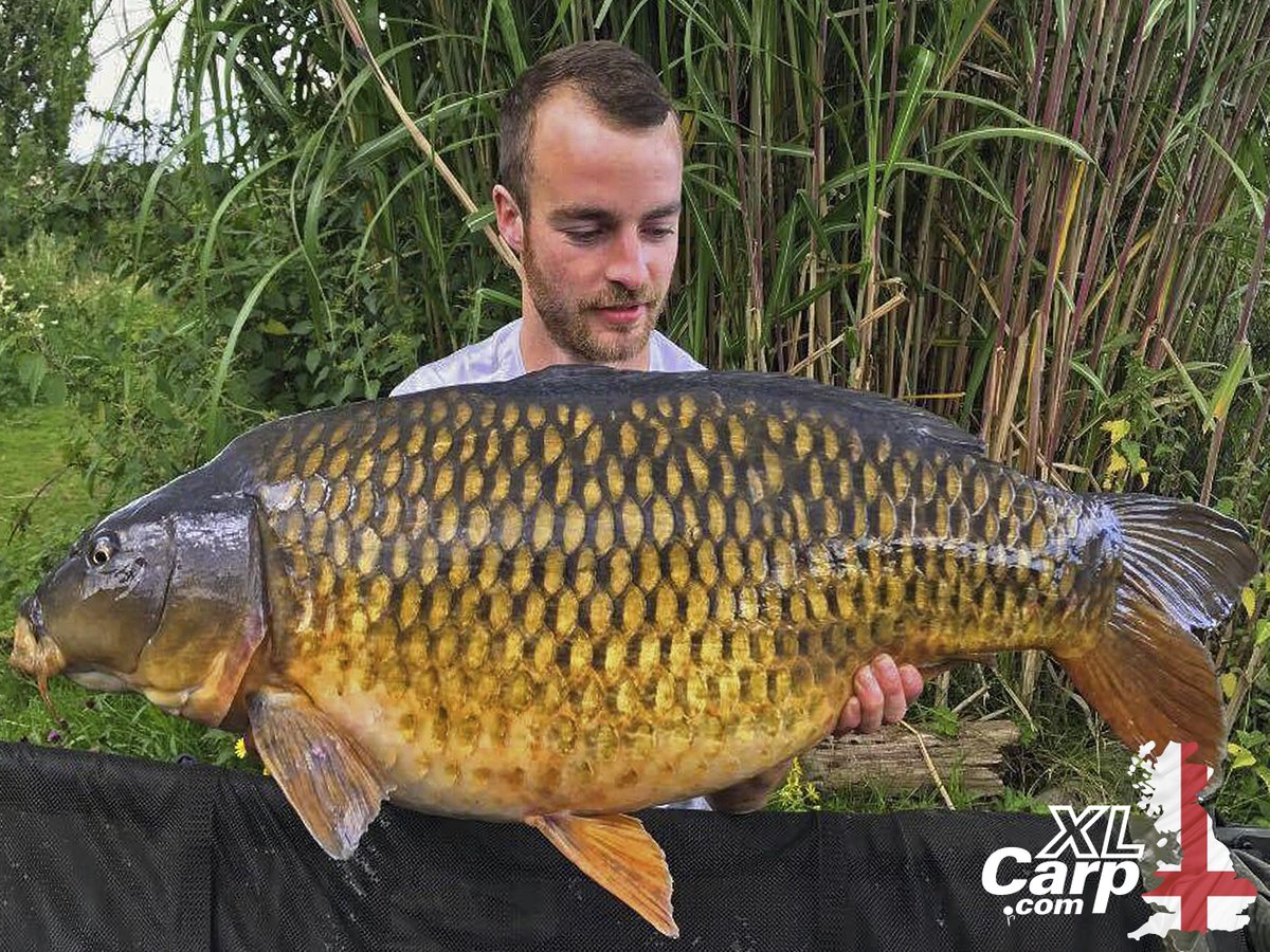 FryerningXLCarp's tweet photo. Tom Scullion's certainly getting among The Valley Lakes stocks this season.
Here he is with an amazing 33lb 1oz common caught at the weekend https://t.co/RuWFIA1MHs