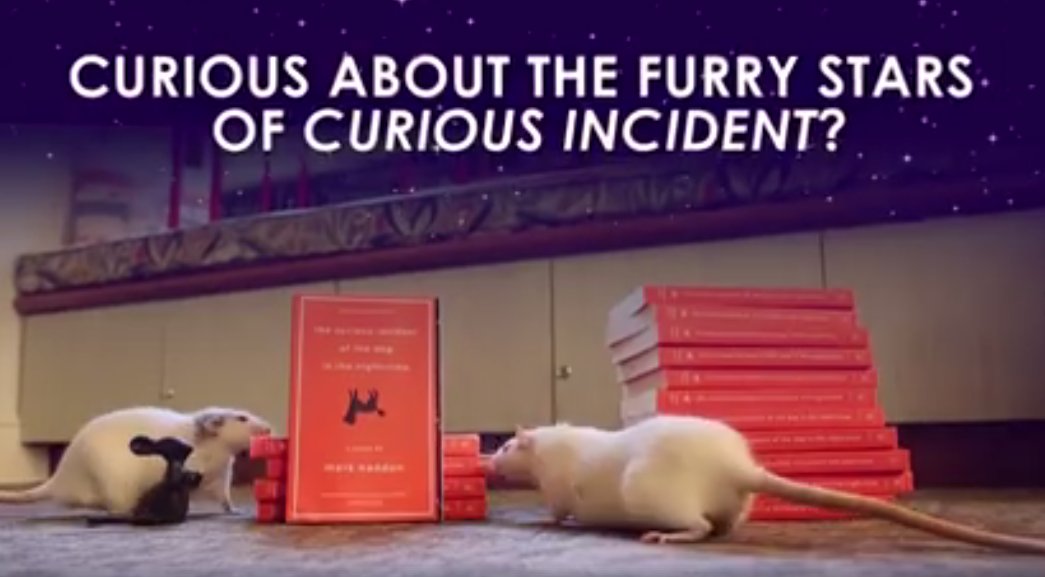 Meet the actor playing Toby: crsincdt.co/2wySHYP 🐁