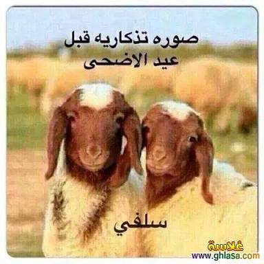 18_chaima's tweet photo. #عيد_الاضحي https://t.co/dT6gODFHmW