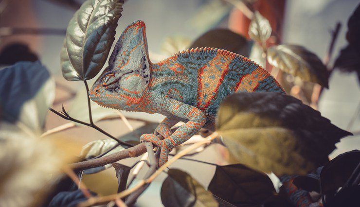 theresetweets's tweet photo. Karma Chameleon https://t.co/3lWOGkrXs0 https://t.co/9tJ5k7brjq