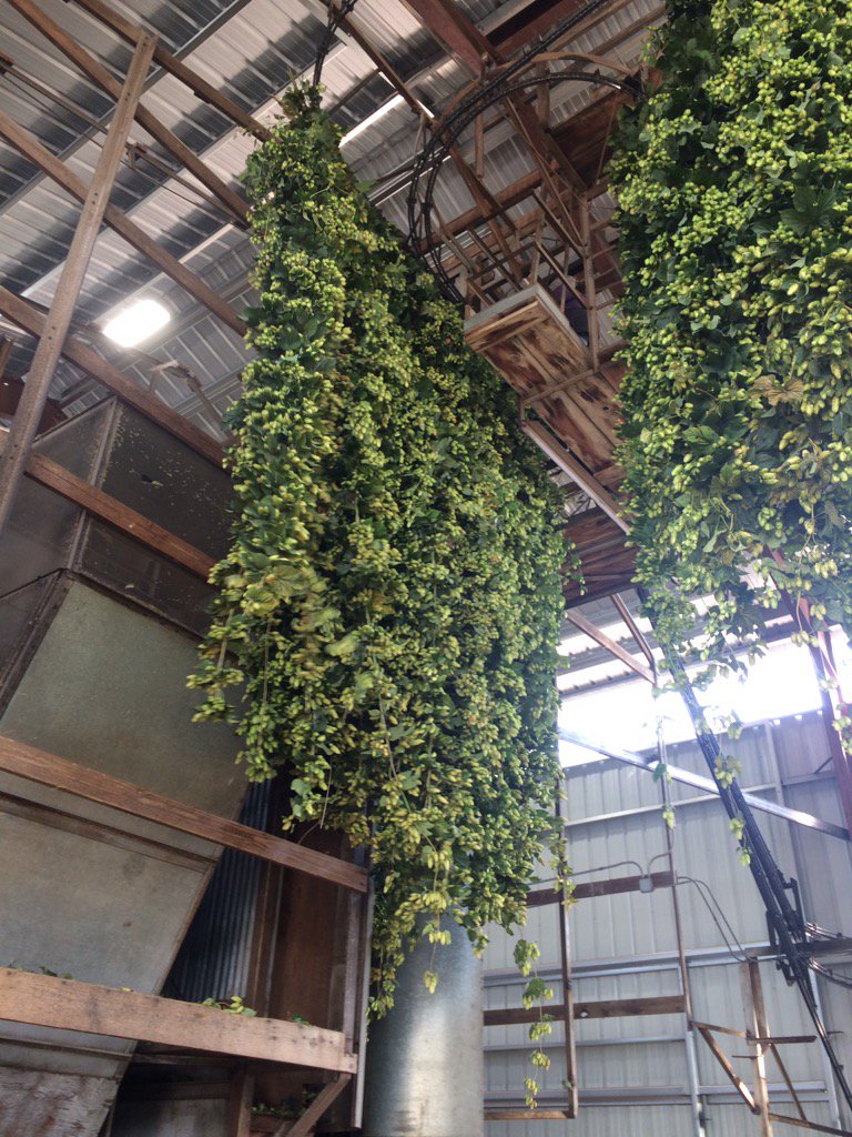 OregonHops tweet picture