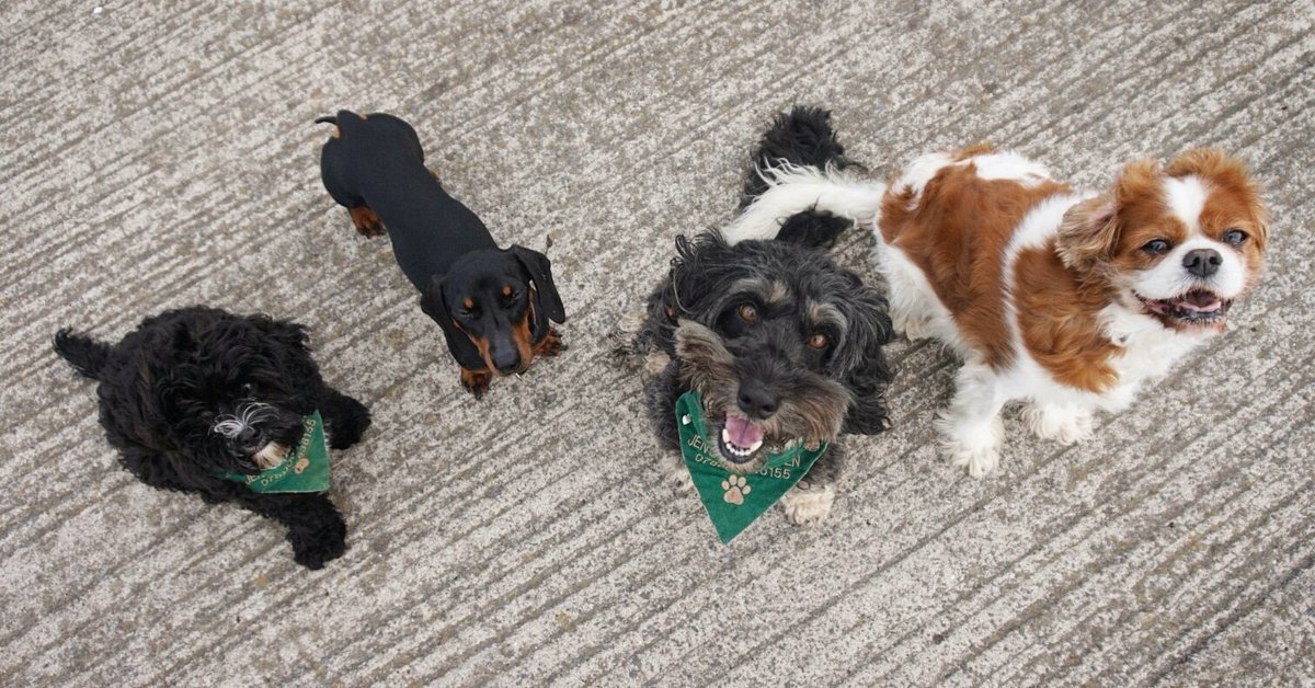 jensdoggieden's tweet photo. Look at my beautiful pack! #dog #dogsoftwitter #cute #psck https://t.co/gDQr1KJGXo