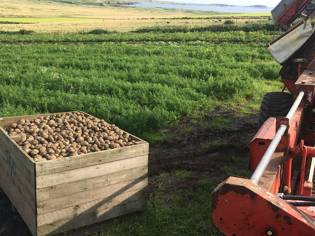 Brake_Farm's tweet photo. Lifting Orla tatties in Shetland. https://t.co/9MgPTX743a