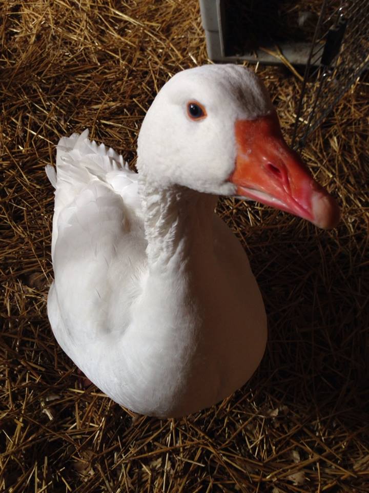 We love you, Gracie Goose! 💛