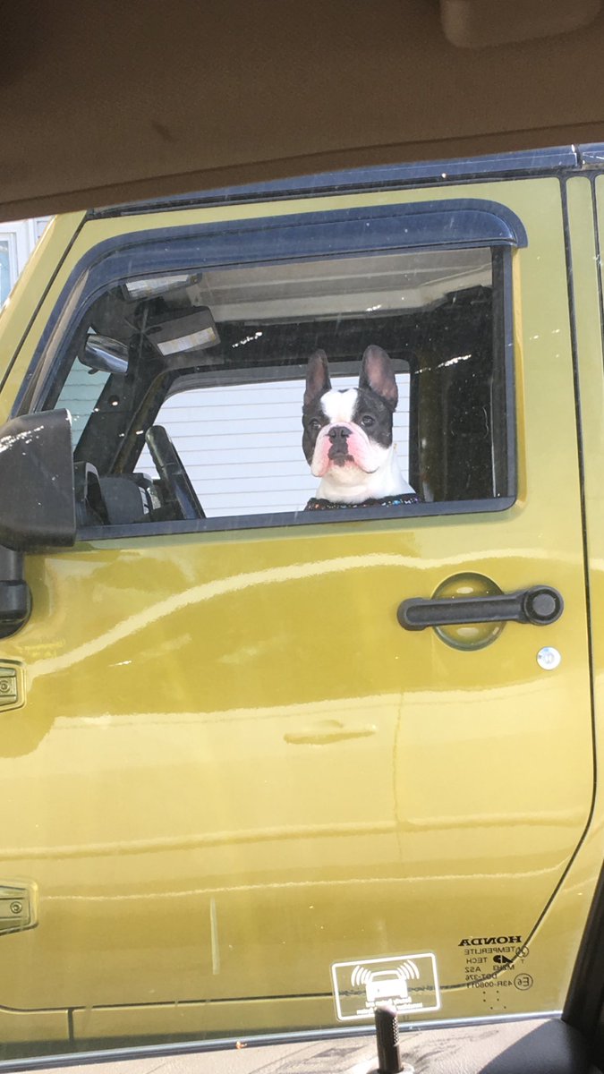 MatthewWantman's tweet photo. Hey there little buddy, can I catch a lift? #DogsThatDrive https://t.co/l4lpyFX72p