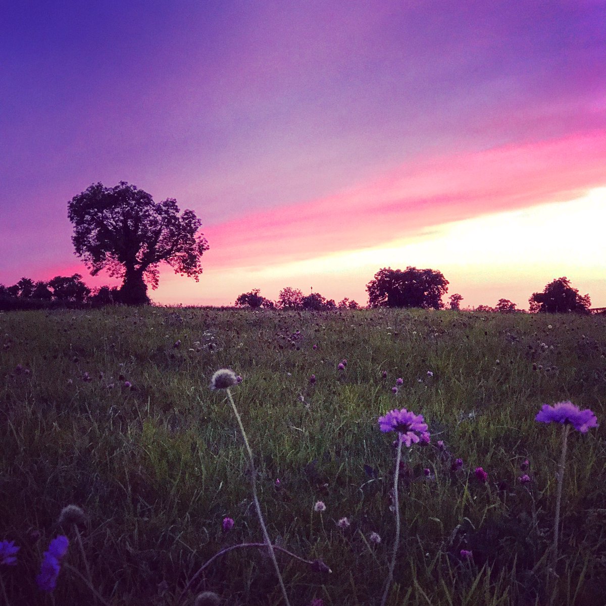 James Pyle & Co tweet media