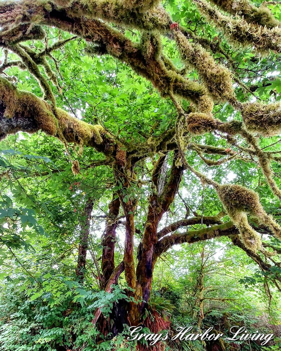 GraysHarborLvng's tweet photo. Because we live in a fantasy film set. #GraysHarborLiving
.
.
#GraysHarbor #Washington #OlympicPeninsula #pnw #Satsop #westernwashington https://t.co/31WUOZFN2H