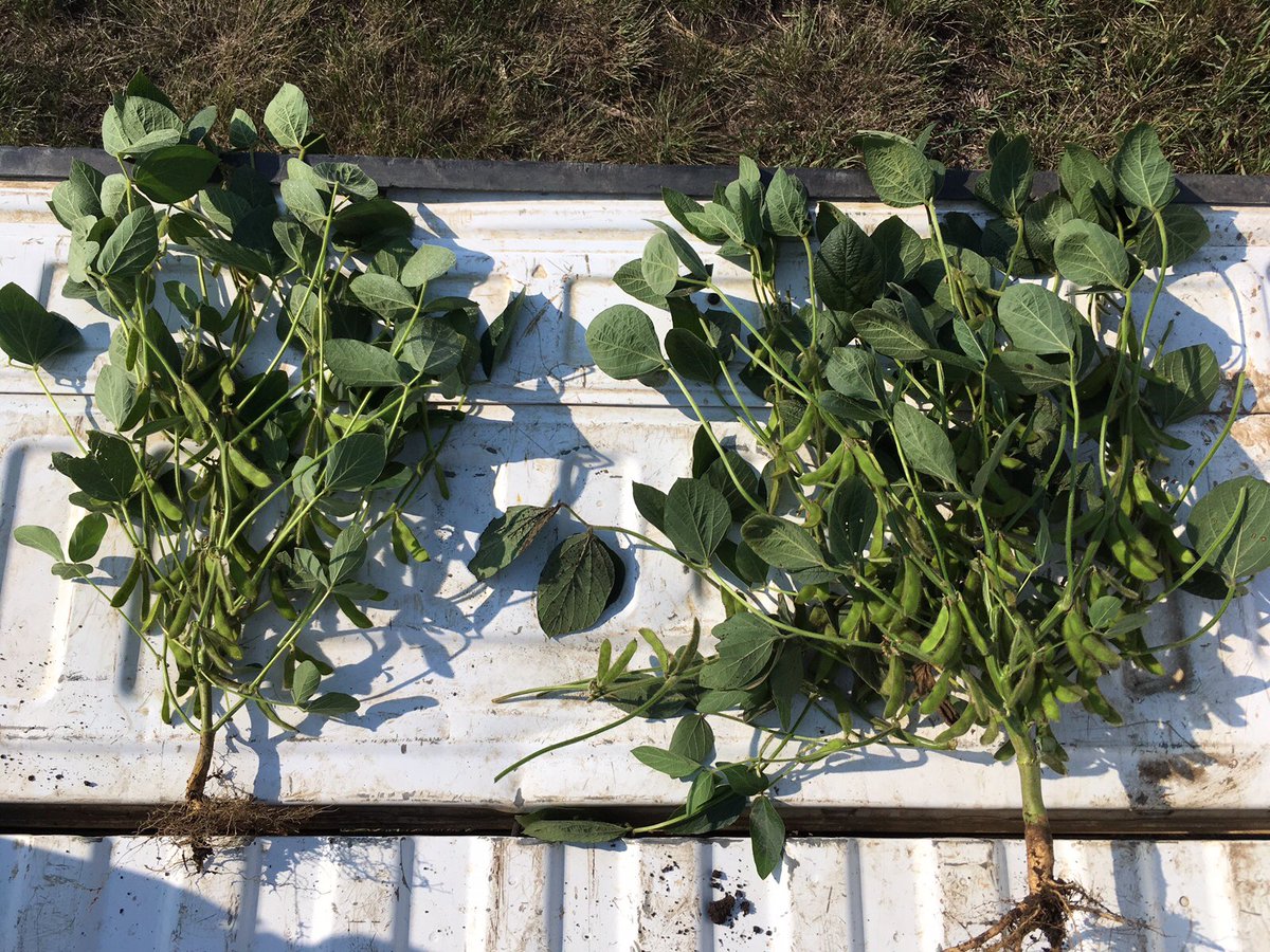 Innvictis's tweet photo. Increase your yield w/ ANOVA™ 5-0-0. Treated beans on the right have 71 pods vs 41 pods on the left #GrowtoYield #Grow17 https://t.co/54wEXdKRka