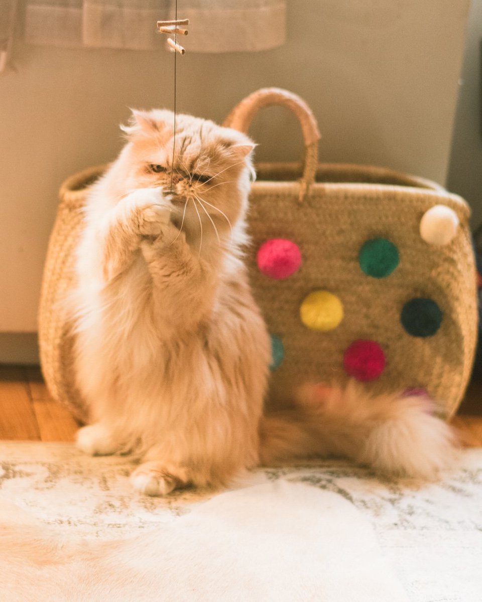 IAMS's tweet photo. Got it! Tyrion has bounds of energy to enjoy playtime even more thanks to the #IamsDifference! Thanks for sharing, @GraceAtwood! https://t.co/B4Qttm0VP5