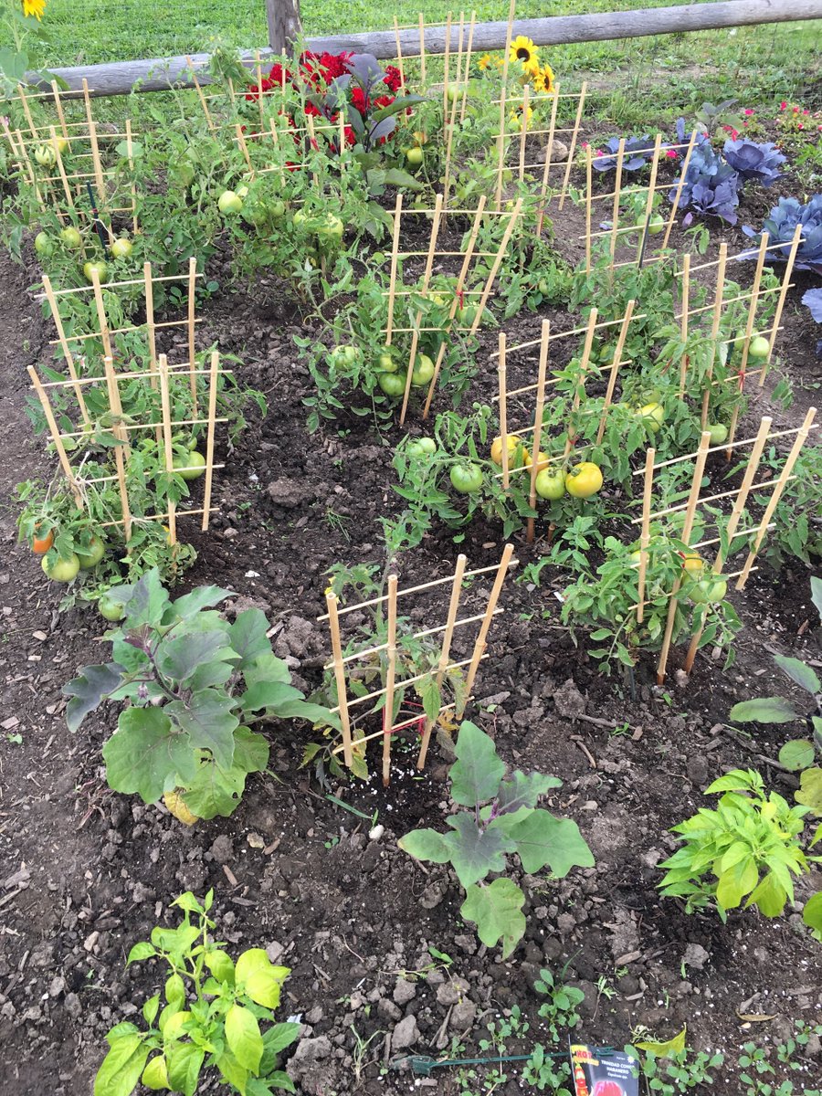 The Golden Maple Leaf Seniors Association have a beautiful Garden at Chester Le Community Centre. Take a look.