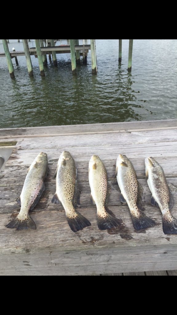 Adamburnsfla's tweet photo. @cdbboyd72 Caught this limit in less than an hour on them https://t.co/p6FpjxWyE7