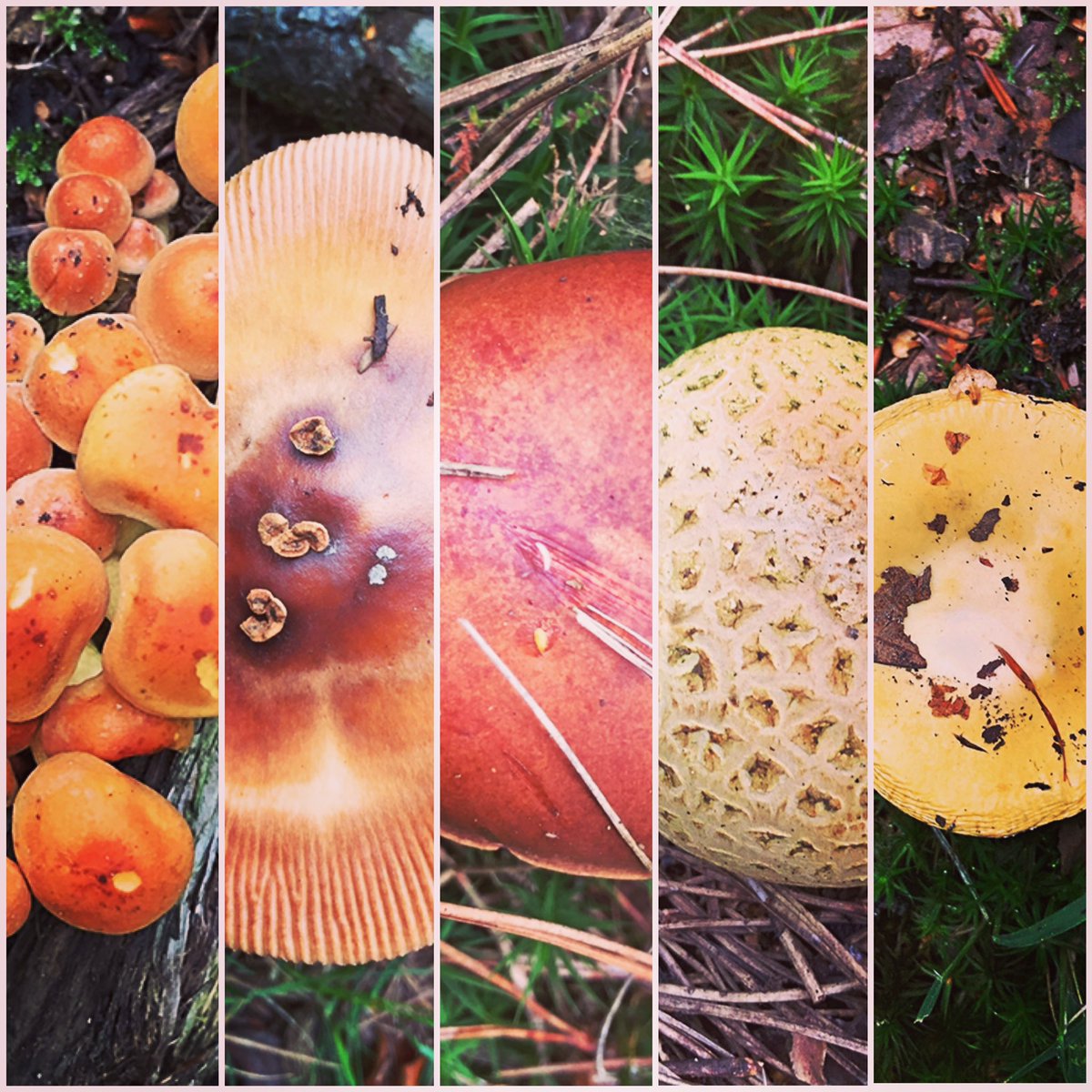 Several shades of #mushrooms🍄. Mostly brown. #mushroomseason #newforest #walkies #naturepics
