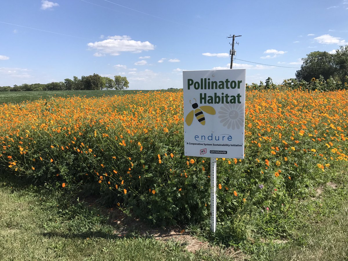 AgSafetyChic's tweet photo. Lots of happy bees in the @GROWMARK #endure Pollinator Habitat in Cambridge, IL. #GoldStarFS @FSServices https://t.co/ve4SdWthUg