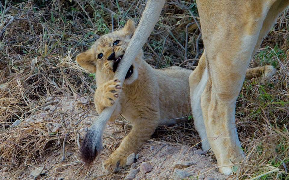 Deuteronomy 28:13 The Lord will make you the head &amp; not the tail...

#Amen