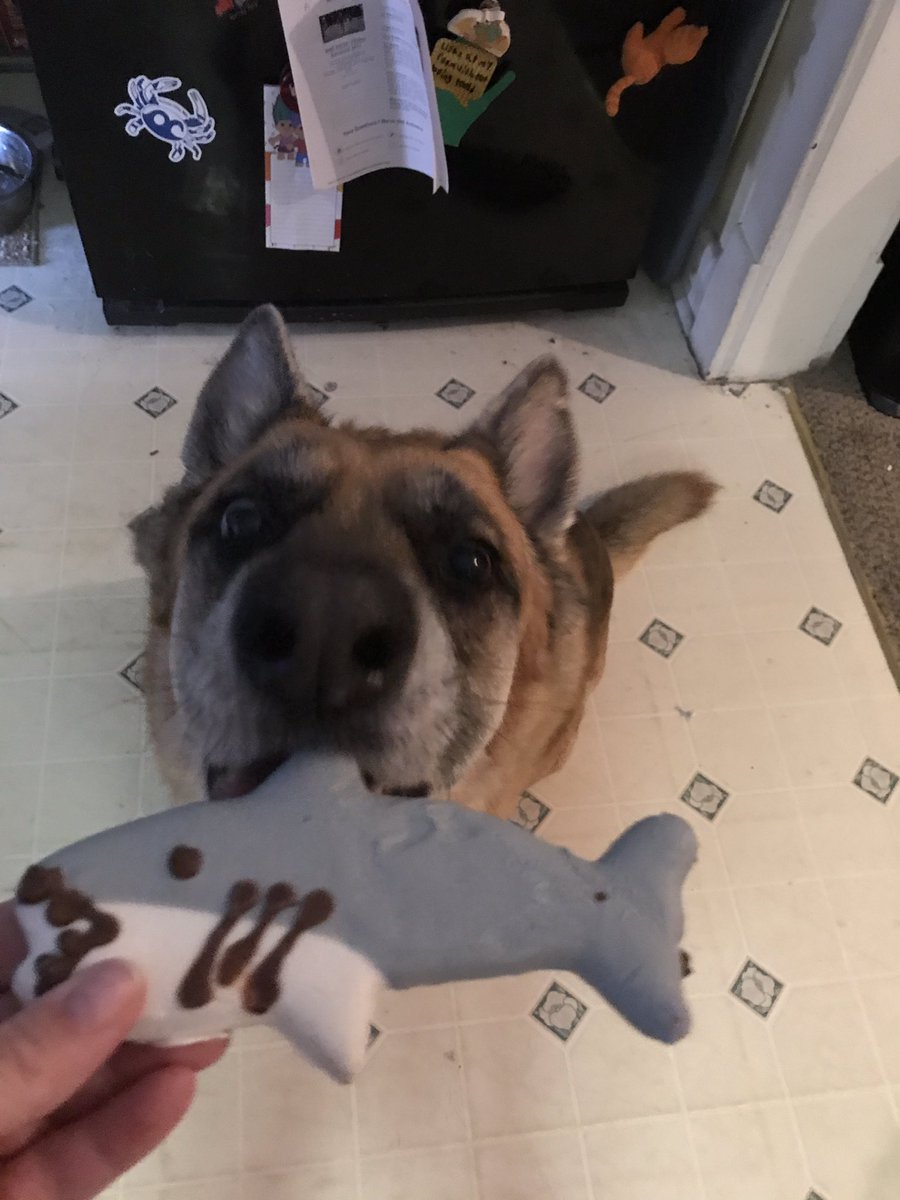 MrsJWit's tweet photo. When your pup loves her treat from the Beach! #sharkcookie #gsd #love https://t.co/VcSndX2Gml