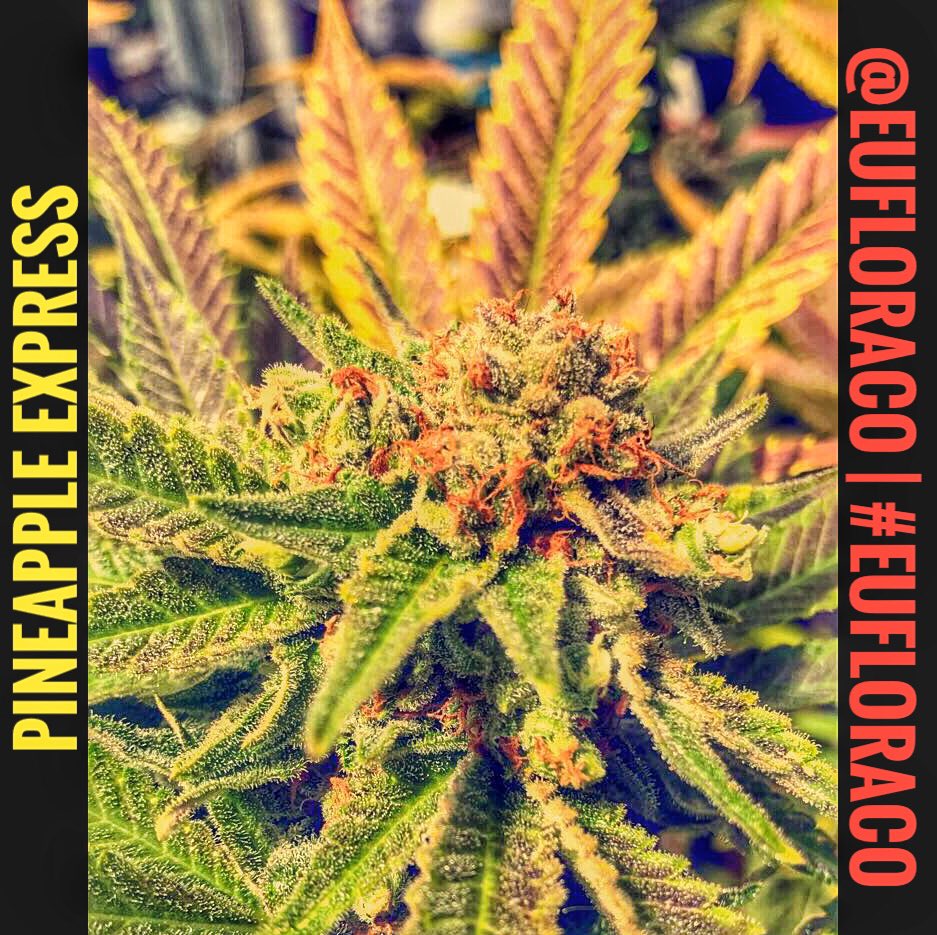 EufloraCO's tweet photo. A #hugeharvest of #pineappleexpress🍍at #Euflora 's #milehighgreenhouse 🌞🌱 Coming soon to our #Colorado #dispensaries #strainalert #delish https://t.co/eJncJmBHmn