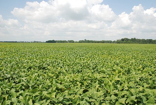 GoodinGrain's tweet photo. Questions about #GMO's? Check out our #FAQ to learn more: https://t.co/G4IwmRISXi
#goodineverygrain #ONgrain #ontag https://t.co/4i6kY3lm9m