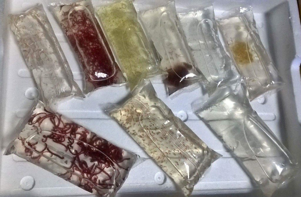 diedani123's tweet image. Frisches #Lebendfutter eingetroffen. #meerwasser #fischfutter #copepoden #artemia #mückenlarven #wasserflöhe #moina