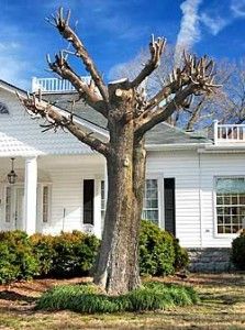 TreeSanDiego's tweet photo. Always prune properly and never top a tree. It could lead to dead or unsafe tree. https://t.co/HYLc9FbZOs #carefortrees #treesandiego https://t.co/hcHvQdvKu2