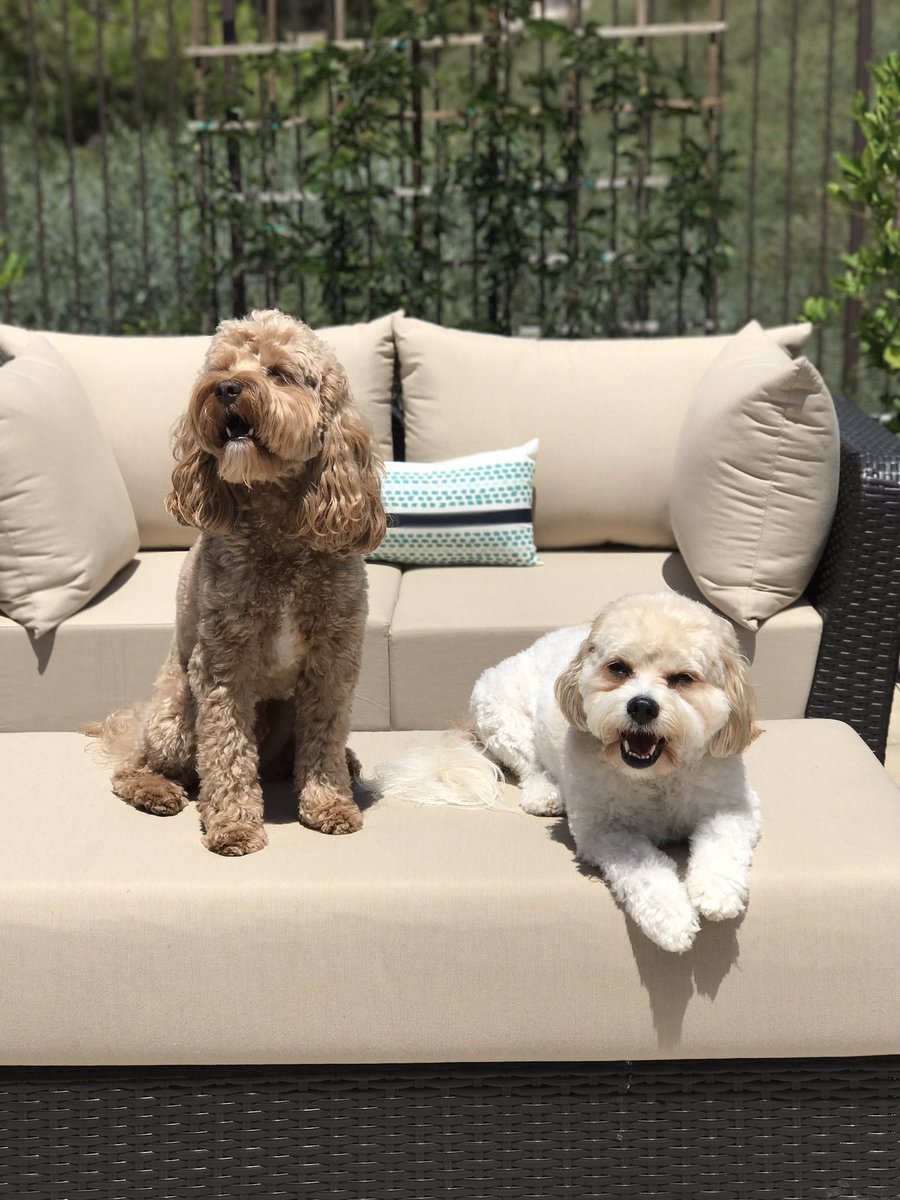 Getting some sun ☀️ 💕 <a href="/dog_rates/">WeRateDogs</a>