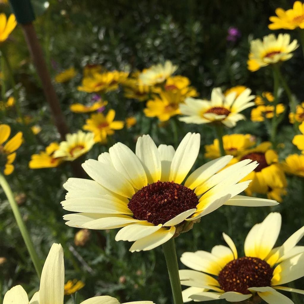 kgimson's tweet photo. Mum's garden- filled with flowers grown from seed. Gallery over on the blog. link in the bio. #thirfty #gardening β¦ https://t.co/k73NeDynUk https://t.co/8ngbbNXVBT