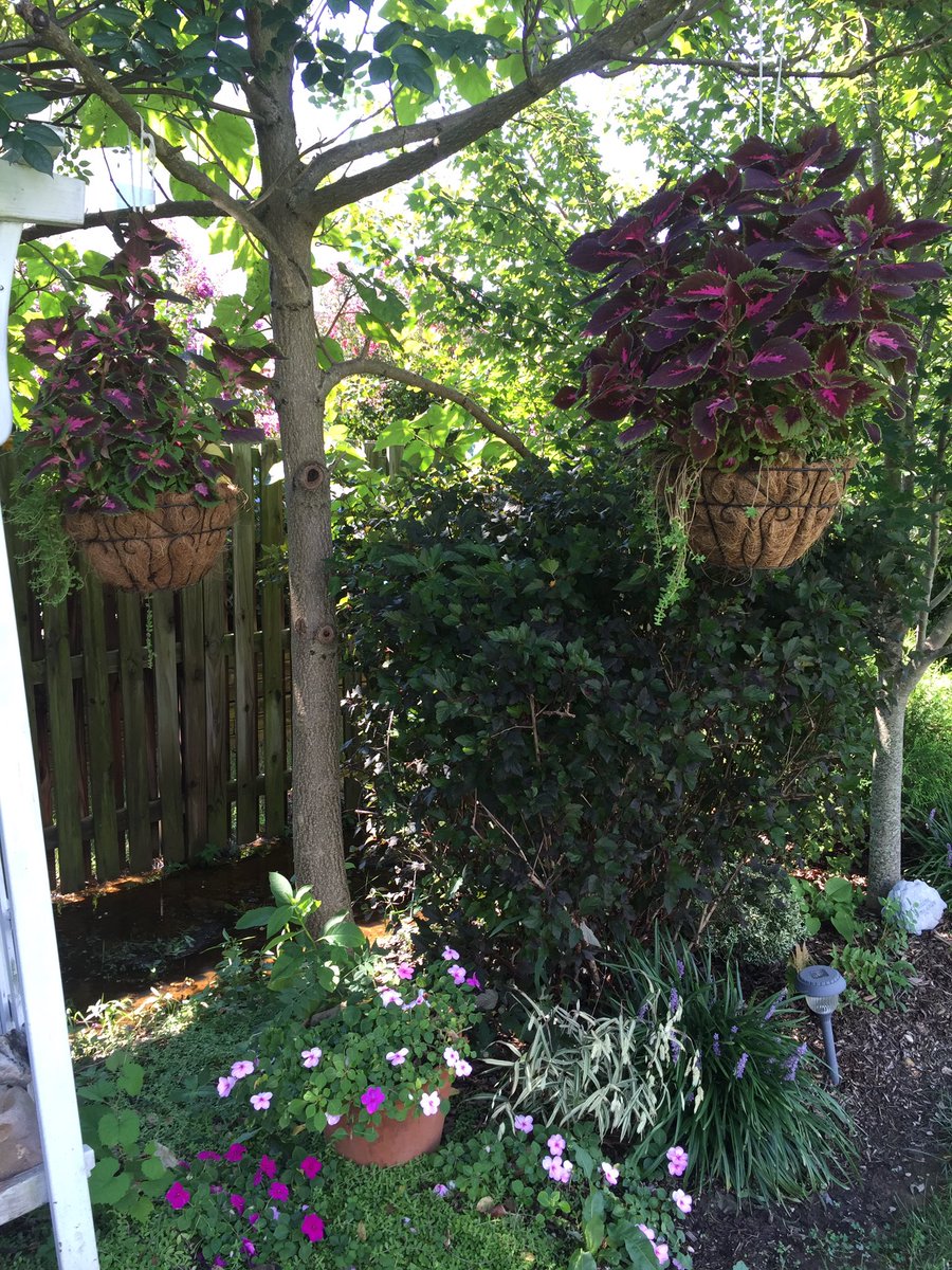 Jazz_Garden_'s tweet photo. Hanging baskets and Potted plants!!!😃 #beautifulbackyards #pottedplants https://t.co/2YKnyNGqeU