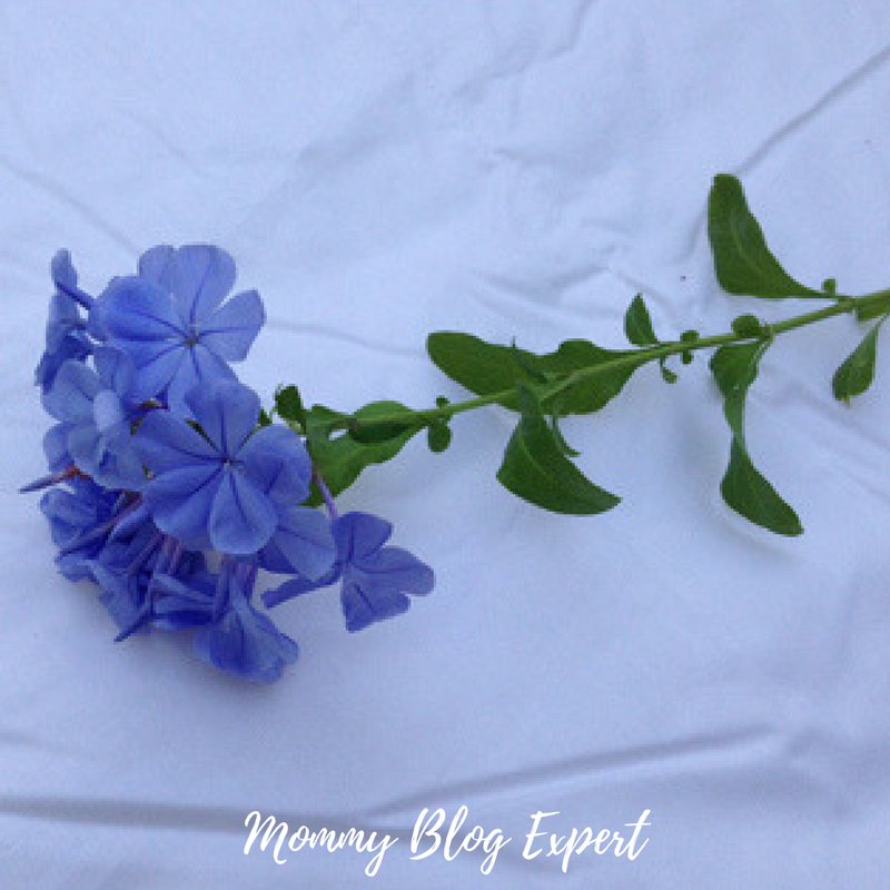 MommyBlogExpert's tweet photo. DIY Glamping on a Budget in Your Own Backyard - Here's How #ad #BestwaySummer #AlwayzAire https://t.co/q0u3MbbcgO https://t.co/XxfmPNBRpy