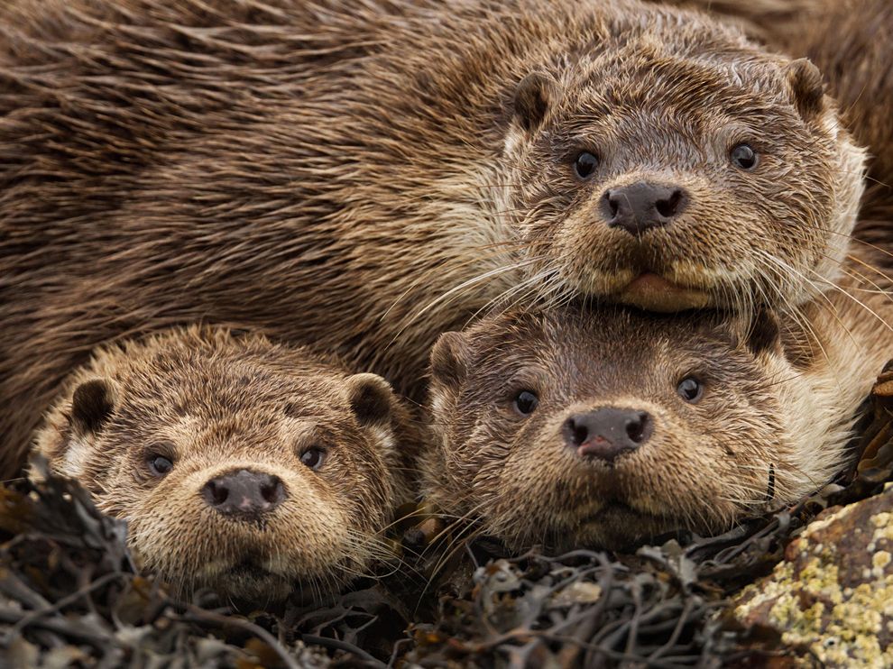 jesus_otter's tweet photo. @AndrewGleasonOJ @UnBFOfficial these otters love you though. and I'm not impersonating you. you hardly post otter images. we are nothing alike. I just want hugs and happy! https://t.co/ge2degbPEC