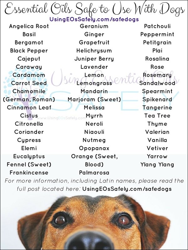 AmayiahColby's tweet image. #safefordogs