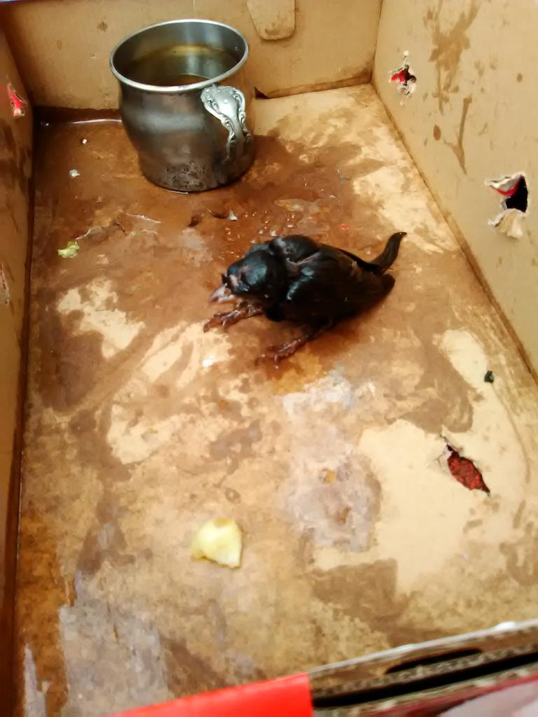 eli_isqueer's tweet photo. @TheKrattBros me and my brother saved this little guy from a glue trap https://t.co/F3W6E0h54t