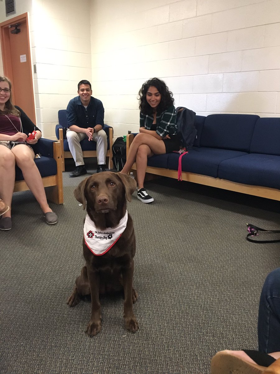 Jenn_iferGreene's tweet photo. Loved hanging out with the St. John's Ambulance Therapy Dogs today during SWEEPS #AugustTraining #selfcare #OACUHO #MacAT17 @macrezlife 💕🐶 https://t.co/gAz2TIMec3