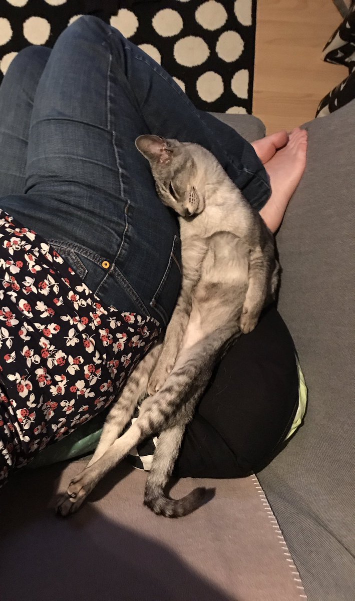 mrmokeycat's tweet photo. Just making myself comfy #moveovermum #stretchycat #cutecat #mokeylonglegs https://t.co/0DYoop1R7C