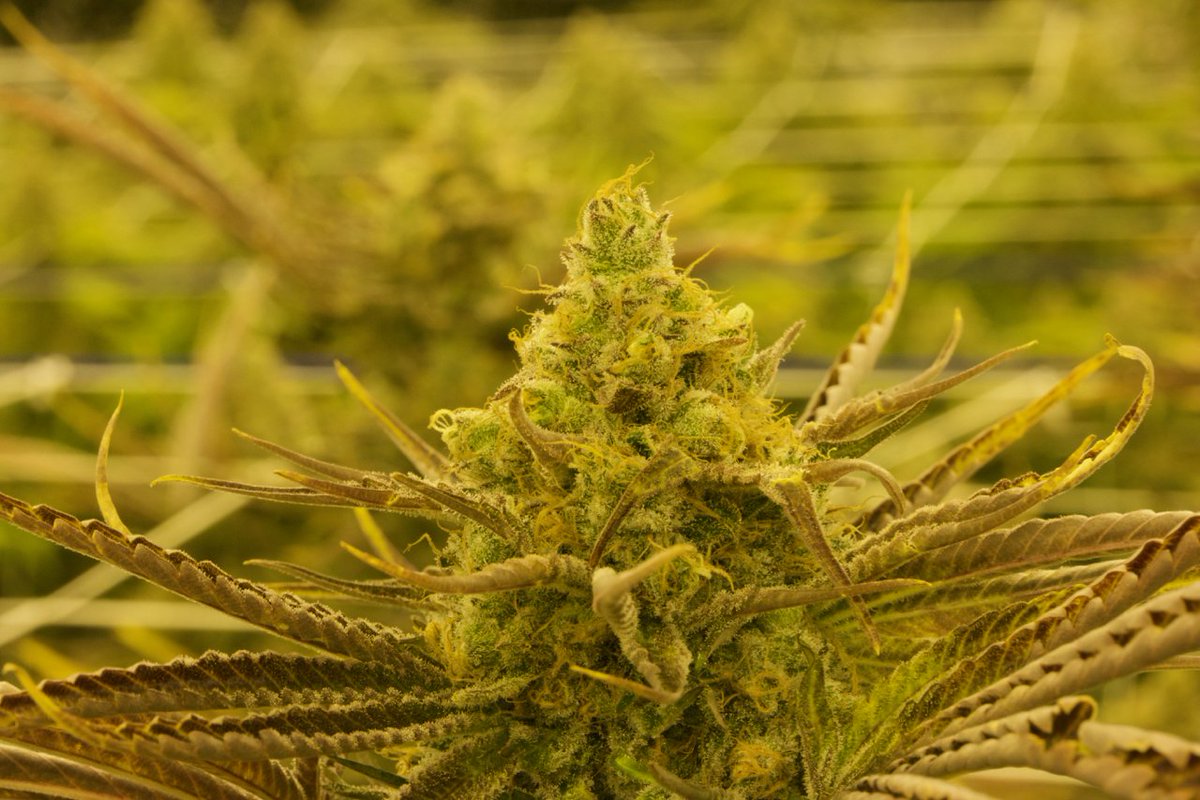 #GoldenTicket coming right along and looking like some #seriousfire! 👀🔥🔥🔥 #BonsaiCannabis