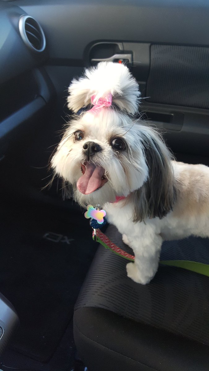 makishathediva's tweet photo. Somebody is happy because she went to @PuffandFluffSpa for grooming today!🐩 #shihtzu #puffandfluff https://t.co/jSk5yEDTwv
