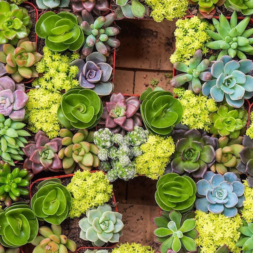 Is there ever such a thing as too many succulents? No. There is not. #succulents #gardenbunch #lowmaintenanceplant… ift.tt/2wGWPFq