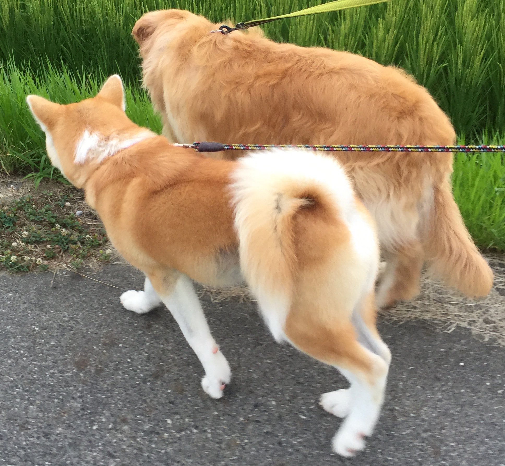 秋田犬 一くん この前 病院で秋田犬のブリーダーさんに出会って この犬 尻尾 折れてるね って言われたんだけど 私は一くんのカイカイが心配でその時は意味がわからなかったし あまり気にとめなかったのですが 他の秋田犬 の画像をみたら確かに尻尾が