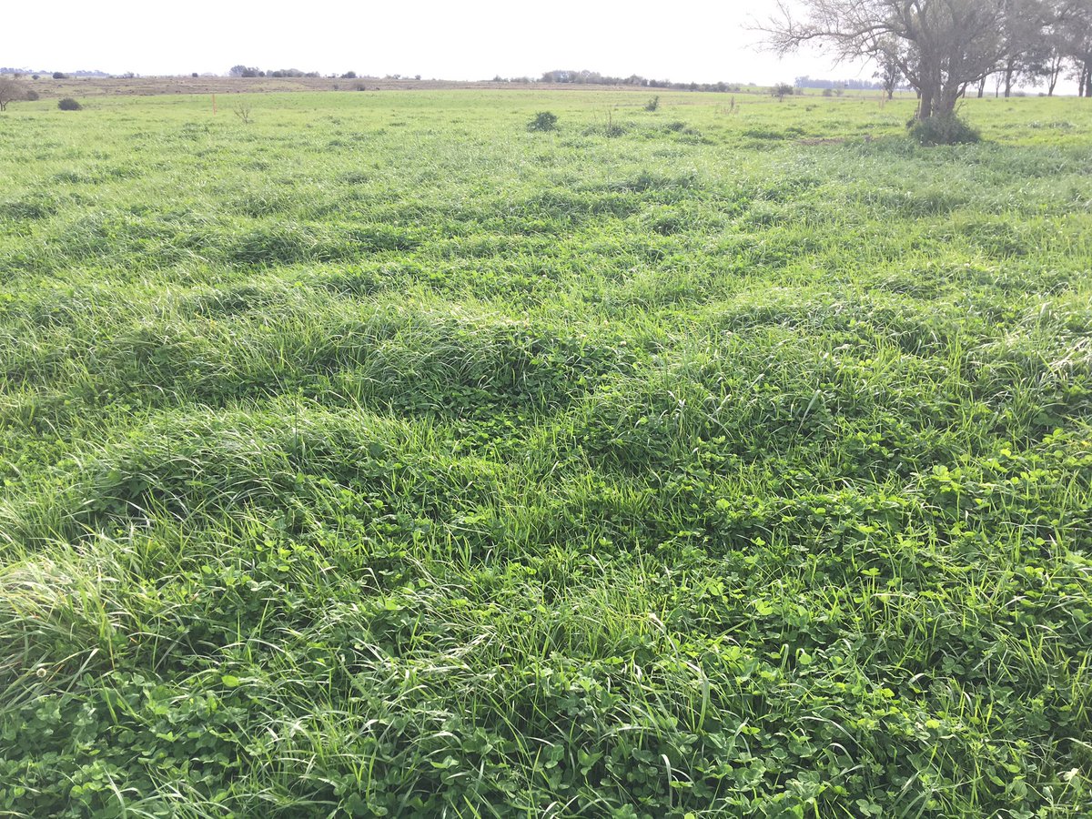 Totalmente despegada la pradera.. (2do año) festuca blanco y lotus