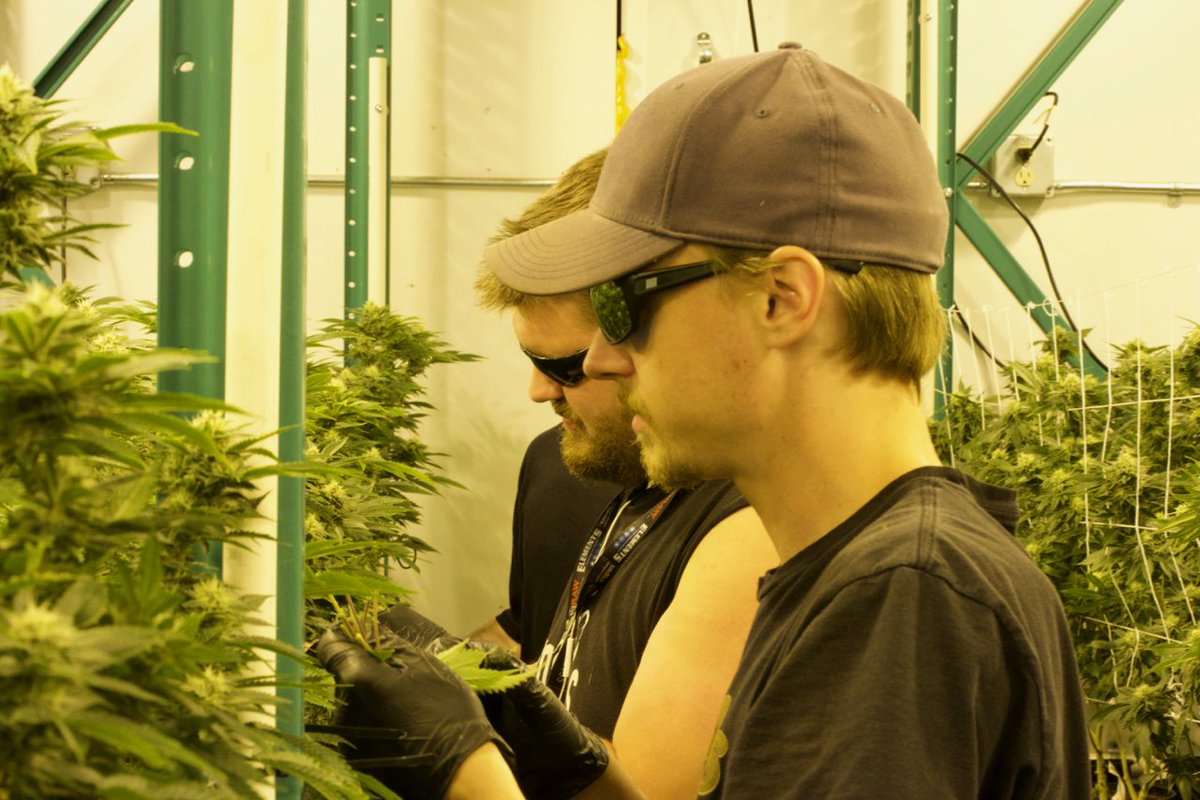 Big #shoutout to the #BonsaiCannabis garden crew 🙌🙌🙏 When you do what you love great things happen!