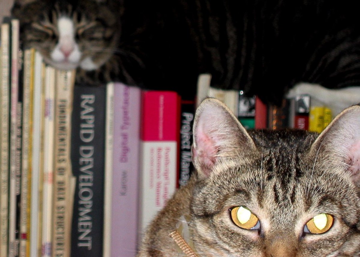 macartisan's tweet photo. @iamAtheistGirl #MoreCat https://t.co/BIJyVQUg1S