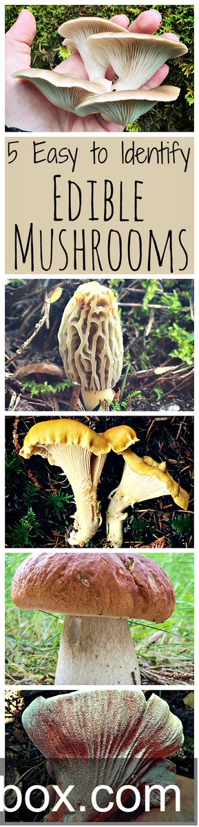 maryjbox_com's tweet photo. Here are five mushrooms that are great for a beginning forager! Like our facebook page https://t.co/h3rrPXiPZt... https://t.co/kXibzJdChK