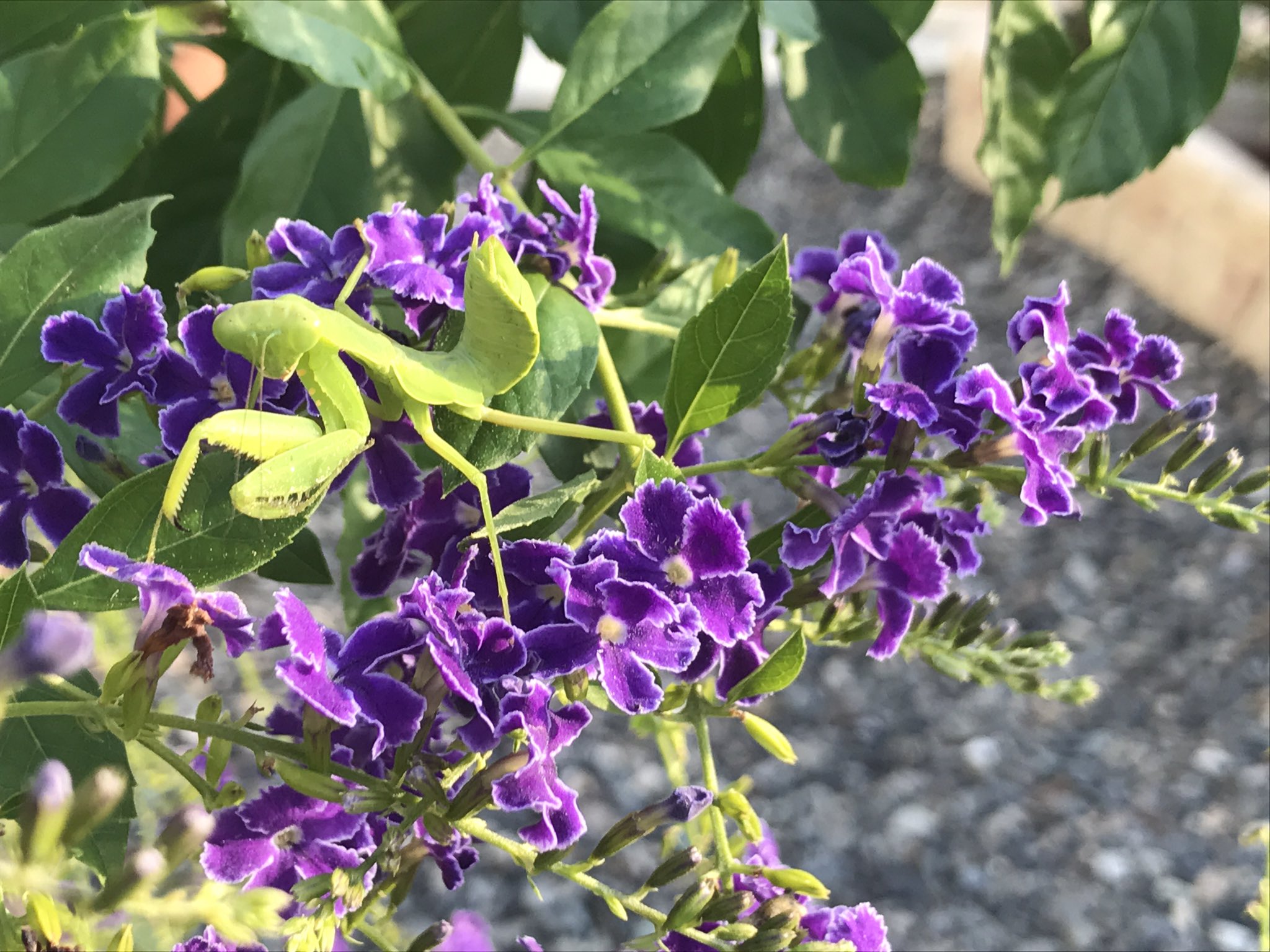 このはな ガーデニング日記 デュランタは 藤の花みたいに垂れ下がって咲き 花期も長いのが気に入りました 今は鉢植えだけど 庭に降ろしてやりたい クフェアは花壇でソラ進入防止の生垣役 夏の間ずっと咲いてこれも花期が長い 気付いたら 紫の花