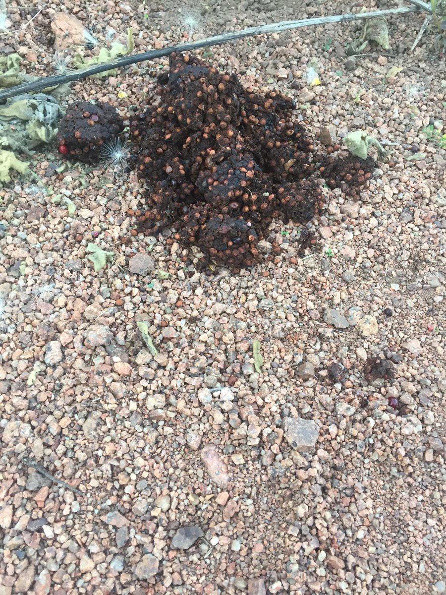 JCOSRanger08's tweet photo. The choke cherries are ripe and the bears are feasting. Be bear aware while on the trails @JeffcoOpenSpace #pinevalleyranch @CPW_NE https://t.co/J8y3os3Iu7