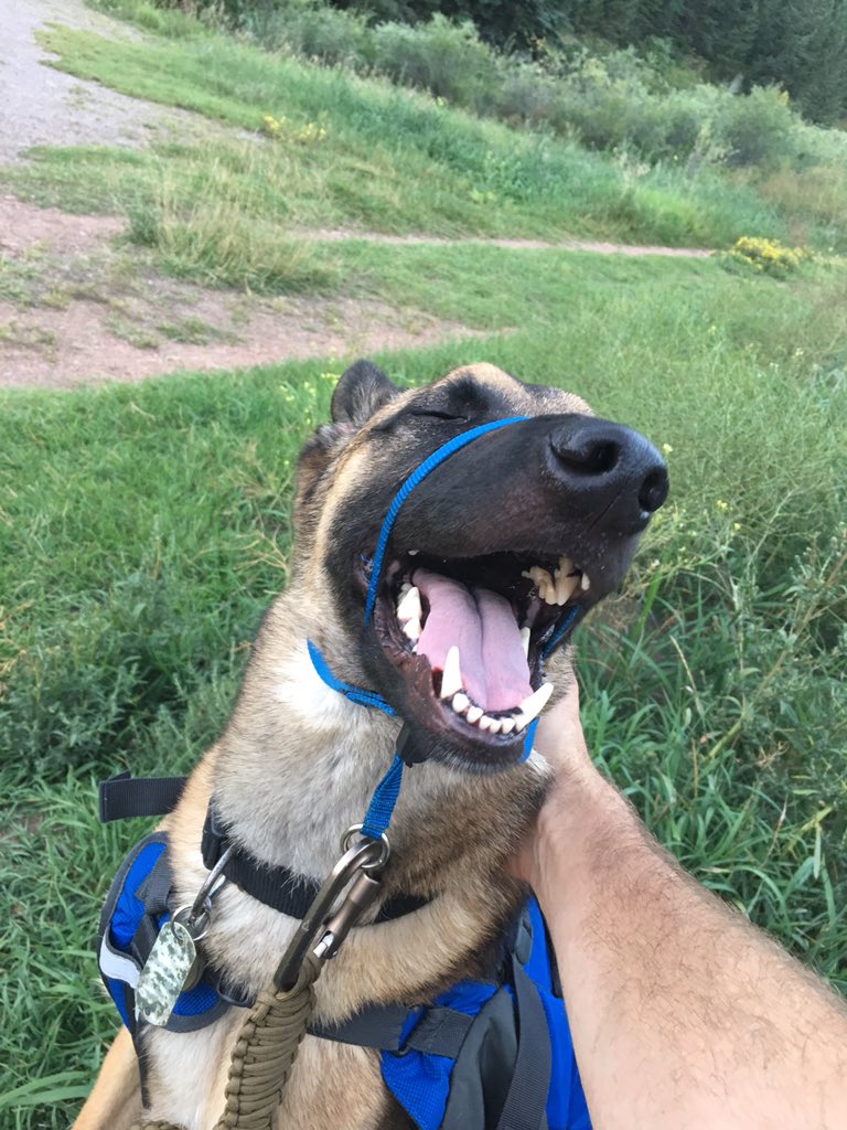 JCOSRanger08's tweet photo. Who says dogs can't be happy on a leash?  Bark Ranger Scout would disagree. @JeffcoOpenSpace #dogsoftwitter #dogsofjeffco #loveemleashem https://t.co/mrXLNxFv8s