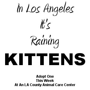 MIPooh's tweet photo. #LosAngeles
100s &amp; 100s of Shelter #Pets Wait 2Go Home
#Adopt 1 This Week

Who's Gonna Make U Smile 2Day LA?
#California #Kitty #Cats https://t.co/tZchSNWwgN