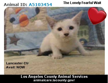 MIPooh's tweet photo. #LosAngeles
100s &amp; 100s of Shelter #Pets Wait 2Go Home
#Adopt 1 This Week

Who's Gonna Make U Smile 2Day LA?
#California #Kitty #Cats https://t.co/tZchSNWwgN