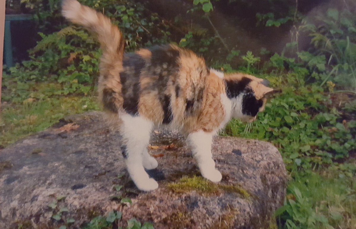 ANIMALSINNEEDIE's tweet photo. Looking for home https://t.co/BXVuqgKCEJ