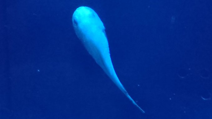 沼津港深海水族館さん の最近のツイート 5 Whotwi グラフィカルtwitter分析