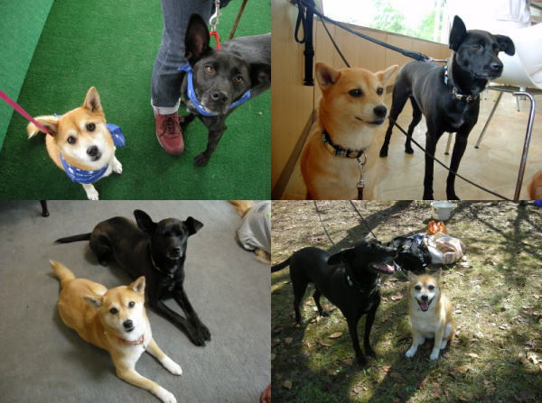 柴雑種犬リアの写真帳 Ar Twitter 和犬系雑種のリアと洋犬系雑種のお友達犬 雑種だけど雑種 に見えないコンビでもある 柴犬と間違われるリアと 容姿がカッコ良すぎて純血種っぽく見えるらしく なんという犬種ですか と聞かれることの多いお友達犬 秘密結社雑種 柴雑種犬リアの写真帳 Ar Twitter 和犬系雑種のリアと洋犬系雑種のお友達犬 雑種だけど雑種 に見えないコンビでもある 柴犬と間違われるリアと 容姿がカッコ良すぎて純血種っぽく見えるらしく なんという犬種ですか と聞かれることの多いお友達犬 秘密結社雑種