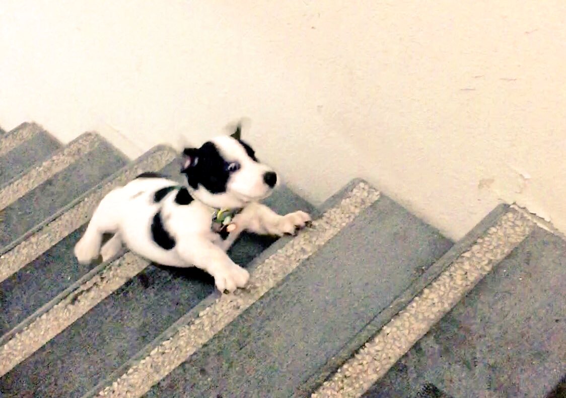 MagsieMags's tweet photo. When I think I have my life together... #ZimThePuppy #Fail #LifeFallingApart https://t.co/s9yONacCuk