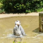 暑くてやっとれんわｗさすがのハシビロコウも日本の夏は堪えるらしい!